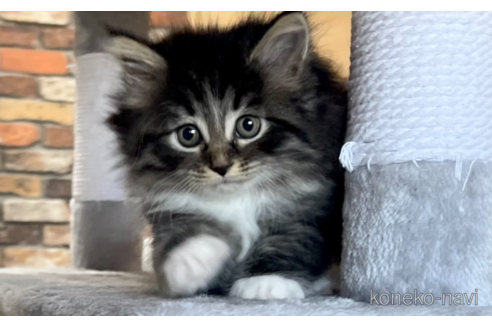 成約済の千葉県のサイベリアン-89264の4枚目